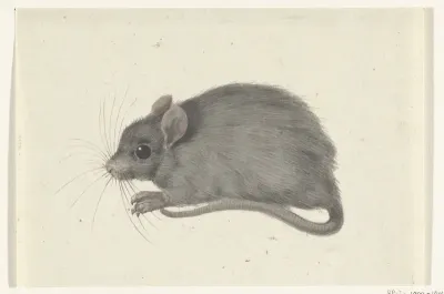 Muis, naar links