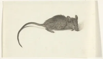 Muis, naar rechts