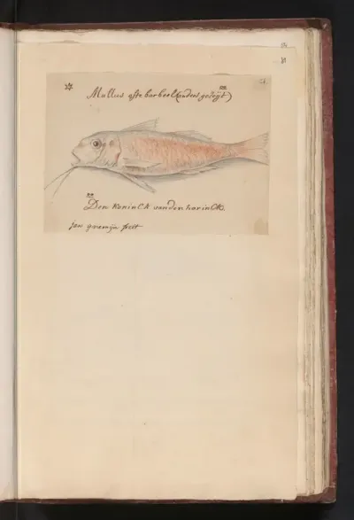 Mul (Mullus surmuletus)