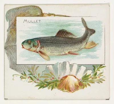 Mullet, from Fish from American Waters series (N39) for Allen & Ginter Cigarettes