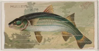Mullet, from the series Fishers and Fish (N74) for Duke brand cigarettes