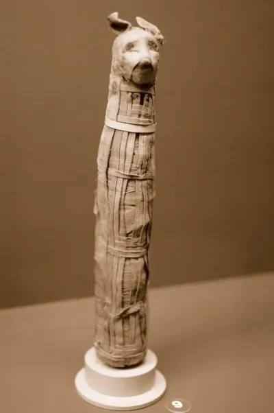 Mummy of a Cat