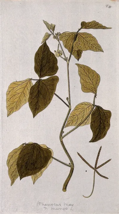 Mung bean (Phaseolus mungo L.): flowering stem with separate fruit and seed