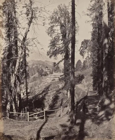 Murree. A Hill Station in the Himmalayahs, View Through the Forest