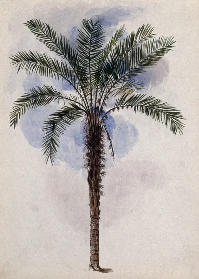 Murumuru palm tree (Astrocaryum murumuru Mart.) in Guyana
