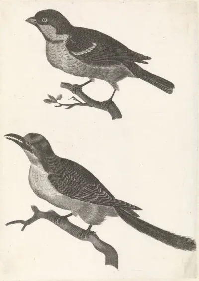 Mus op een tak naar links, daaronder een vogel met gekartelde bek