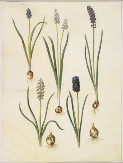 Muscari botryoides (almindelig perlehyacint); Muscari racemosum (muskat-perlehyacint); Muscari neglectum