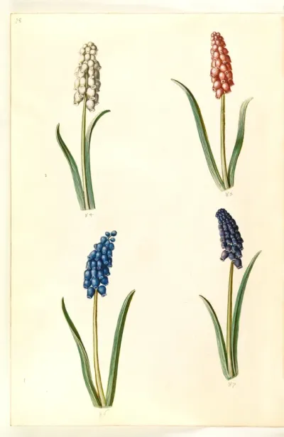 Muscari botryoides (almindelig perlehyacint)