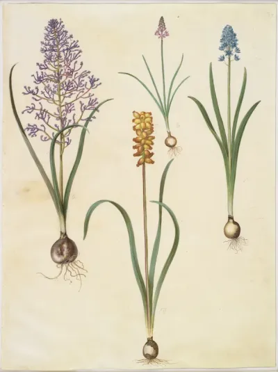 Muscari comosum (fjerhyacint); Scilla autumnalis (høst-skilla); Hyacinthoides italica (italiensk klokkeskilla); Muscari macrocarpum (gul perlehyacint)