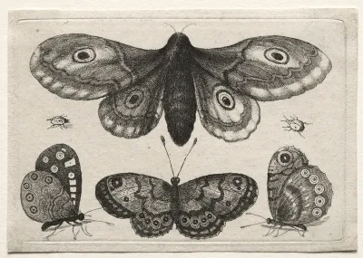 Muscarum Scarabeorum, vermiumque Variae Figure & Formae: A Moth, Three Butterflies and Two Beetles
