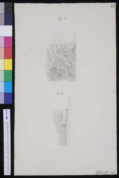 Muscle tissue of the throat