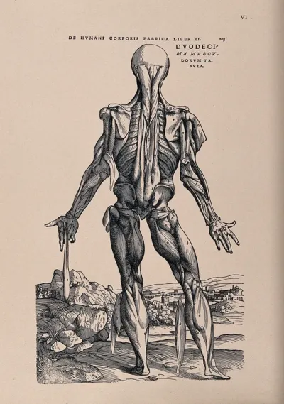 Muscleman, in a landscape, seen from behind