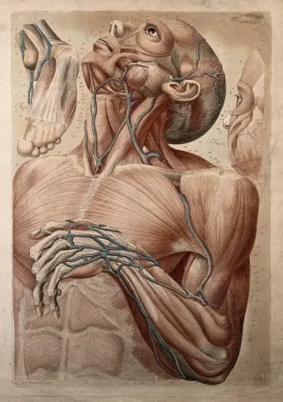 Muscles and blood-vessels of the head, neck, chest, arm and hand of an écorché, with two details, showing the face and foot