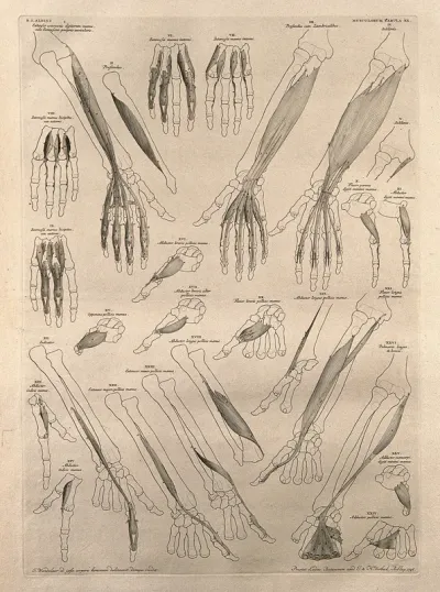 Muscles and bones of the arm and hand: twenty-five figures