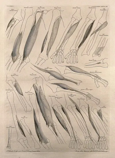Muscles and bones of the arm and hand: twenty-two figures