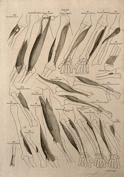 Muscles and bones of the forearm and hand: 22 figures