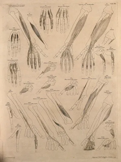 Muscles and bones of the forearm and hand