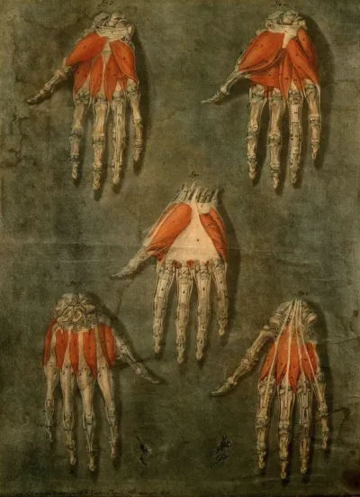 Muscles and bones of the hand