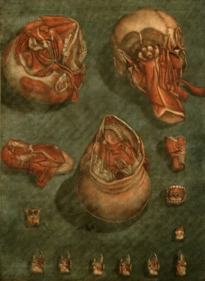 Muscles and bones of the head and neck