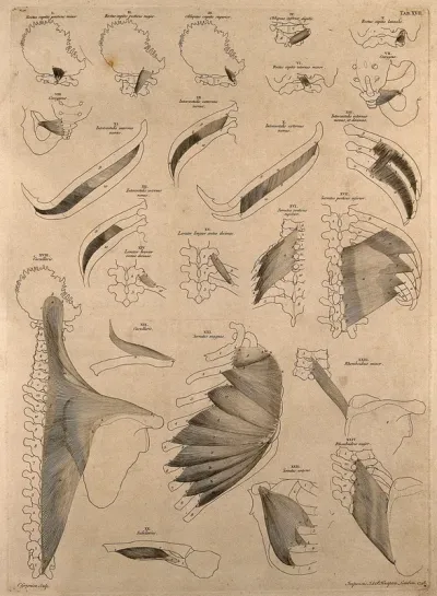 Muscles and bones of the head and trunk