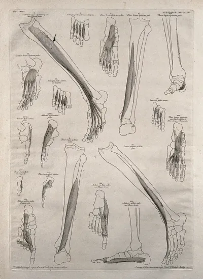 Muscles and bones of the leg and foot: eighteen figures