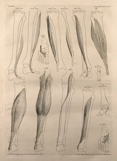 Muscles and bones of the leg and foot: fourteen figures