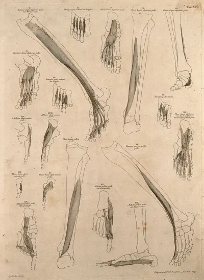 Muscles and bones of the leg and foot