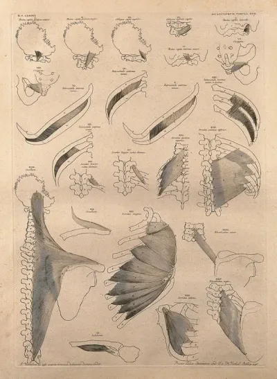 Muscles and bones of the neck, pelvis and trunk: twenty-four figures