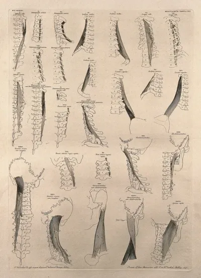 Muscles and bones of the neck: twenty-seven figures
