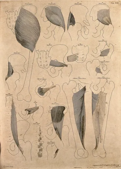 Muscles and bones of the pelvis and thigh