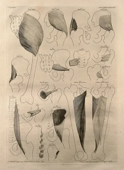 Muscles and bones of the pelvis and upper leg: seventeen figures