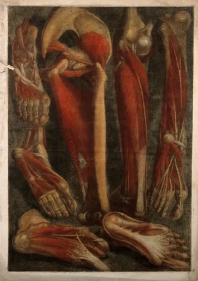 Muscles and bones of the pelvis, leg and foot: seven écorchés