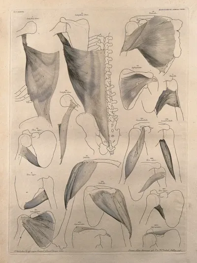 Muscles and bones of the shoulder, back and arm: seventeen figures