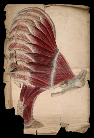 Muscles and bones of the shoulder, neck and chest