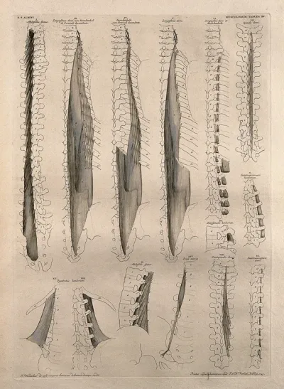 Muscles and bones of the spine: fourteen figures