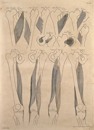 Muscles and bones of the thigh