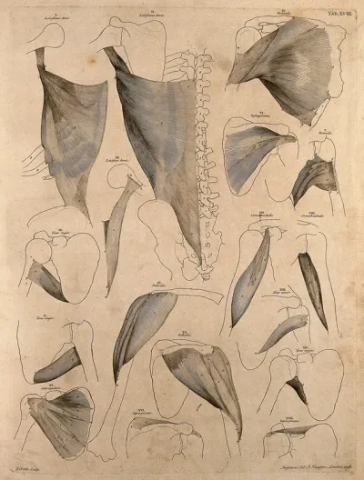 Muscles and bones of the trunk and shoulder