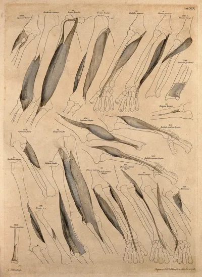 Muscles and bones of the upper arm and forearm