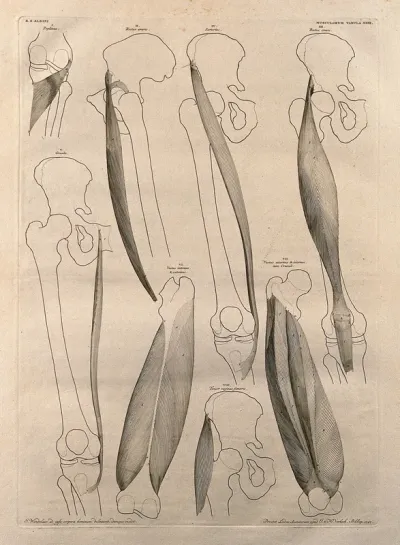 Muscles and bones of the upper leg: eight figures