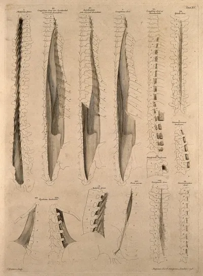 Muscles and bones of the vertebral column