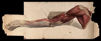 Muscles and tendons of the arm and hand: écorch.́ Watercolour, 18--(?)