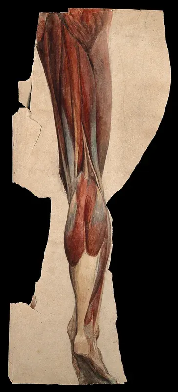 Muscles and tendons of the leg and foot, back view: écorché figure