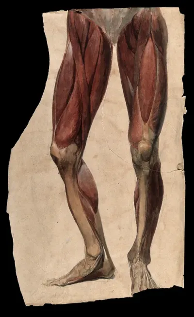 Muscles and tendons of the legs and feet: écorch ́figure