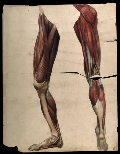 Muscles and tendons of the legs and feet, front and back views: two écorché figures