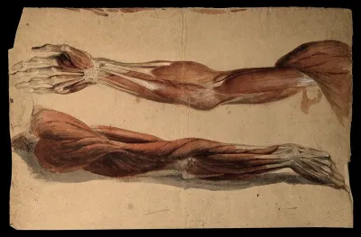 Muscles and tendons of the upper arm: two écorchés