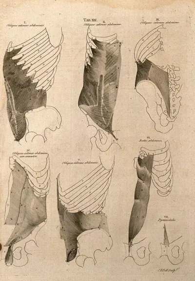 Muscles around the ribcage and pelvis: 7 figures