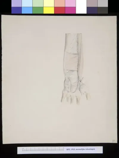 Muscles in the lower arm and wrist