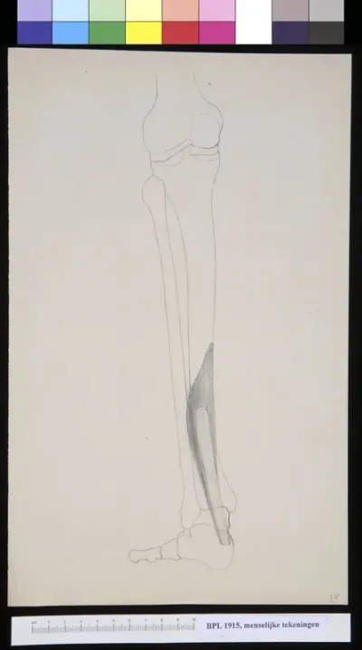 Muscles in the lower leg