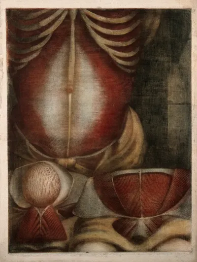 Muscles of the abdomen: three écorchés figures