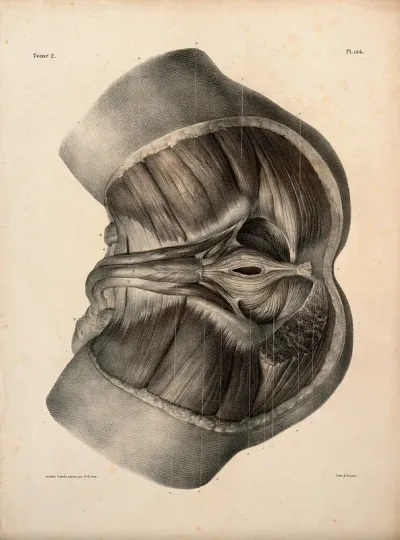 Muscles of the anus: a dissection